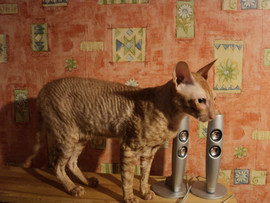 Ждем невест 2