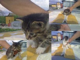 Отдаю котят