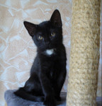 Срочно!отдам в хорошие руки котят