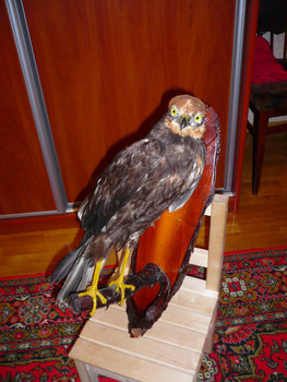 чучело птицы лунь болотный