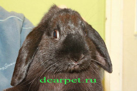 Передержка кроликов и других грызунов