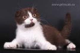 Очаровательные шотландские котята (фолд истрайт)