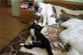 Котенок-пантерка в добрые руки, 3 меc