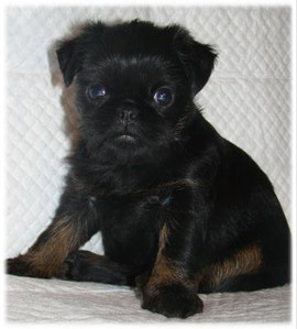 Щенок БРЮССЕЛЬСКИЙ ГРИФФОН И БРАБАНСОН.