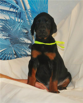 Продаются очаровательные и перспективные щенки добермана