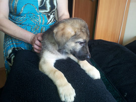 Щенки восточноевропейской овчарки