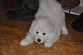 Щенки самоеда