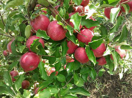 Яблоки, Айдаред на экспорт из Молдавии