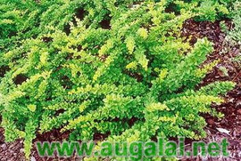 саженцы Барбарис Тунберга