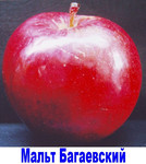 Карликовая и полукарликовая яблоня Мальт Багаевский