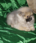 Померанский шпиц Гарантия качества и здоровья.