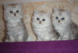 Персидская шиншилла.