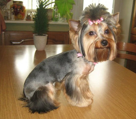 Стрижка собак и кошек на дому в Спб.