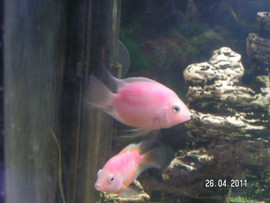 Продам чудесных аквариумных рыбок. Розовый попугай Ромео.