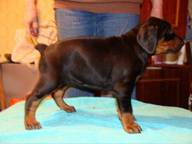 Щенок добермана