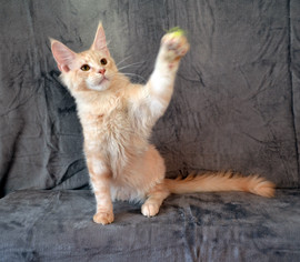 Великолепные котики мейн кун