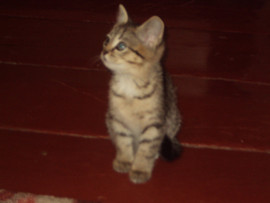 отдам котёнка 3