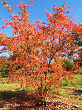 саженцы Клён Гиннала