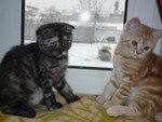предлогаю шотландских котят