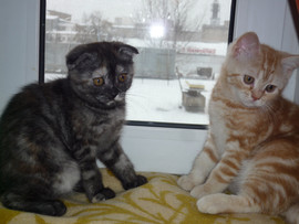 предлогаю шотландских котят