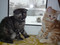 предлогаю шотландских котят