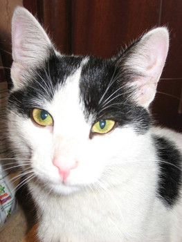 Ласковый котик Масик ищет себе любящих хозяев.