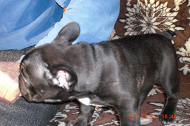 Продаю щенка Французского бульдога. 2