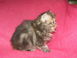 Продаются котята персы - экзоты