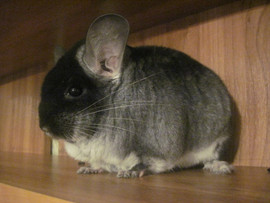 Шиншиллы Чёрный Бархат!!! 4