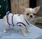 Вязаная одежда для собачек
