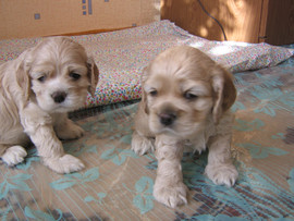 Продам щенков американского кокер-спаниеля.