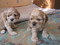 Продам щенков американского кокер-спаниеля.