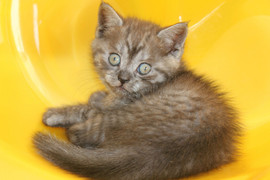 продаются британские котята 7