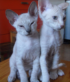 канадский сфинкс