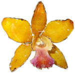 Брошь из живой орхидеи в золоте