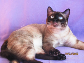 молодой тайский котик Вова ищет дом 3