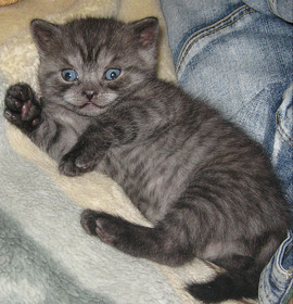 Шотландская кошечка(страйт)