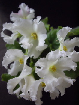 чудесные сенполии и фуксиии 7