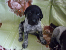 продаю щенков дратхаара