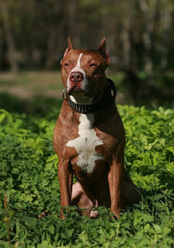 Апбт, вязка. питбуль, щенки питбуля, Амер-й пит-бультерьер,клуб