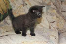 продаются британские котята 6