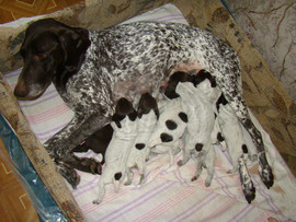 ЩЕНКИ КУРЦХААРА ОТ ПОБЕДИТЕЛЕЙ