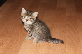 продаются британские котята 3