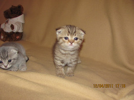 вислоухие и прямоухие шотландцы