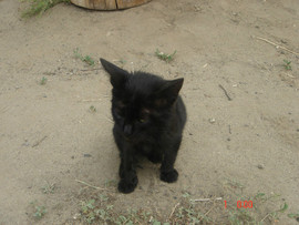 Отдам в добрые руки 6