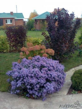 Консультации по саду