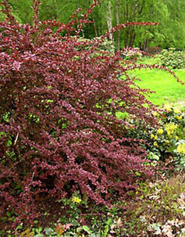 саженцы Барбарис Оттавский