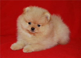 Продам в Новомосковске: Шикарный шпиц