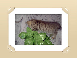 Британские котята 3