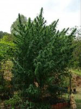 Краснодарский гидропон 2